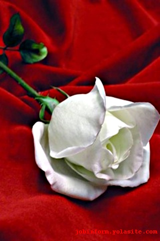 Download
